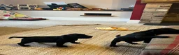 Staffordshire Bull Terrier dogs for sale: Kc reg Quality traditional sbt puppies - Advert 5