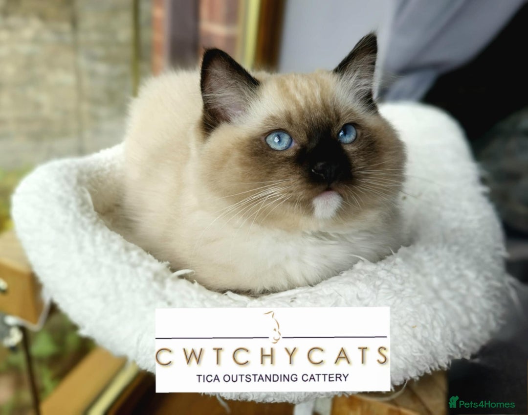 Ragdoll cats for sale: Top Quality, Tica Reg Kittens from Euro / US Lines - Image 1