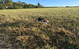 Beagle dogs for sale: Rehoming female beagle - Pickles - Image 5