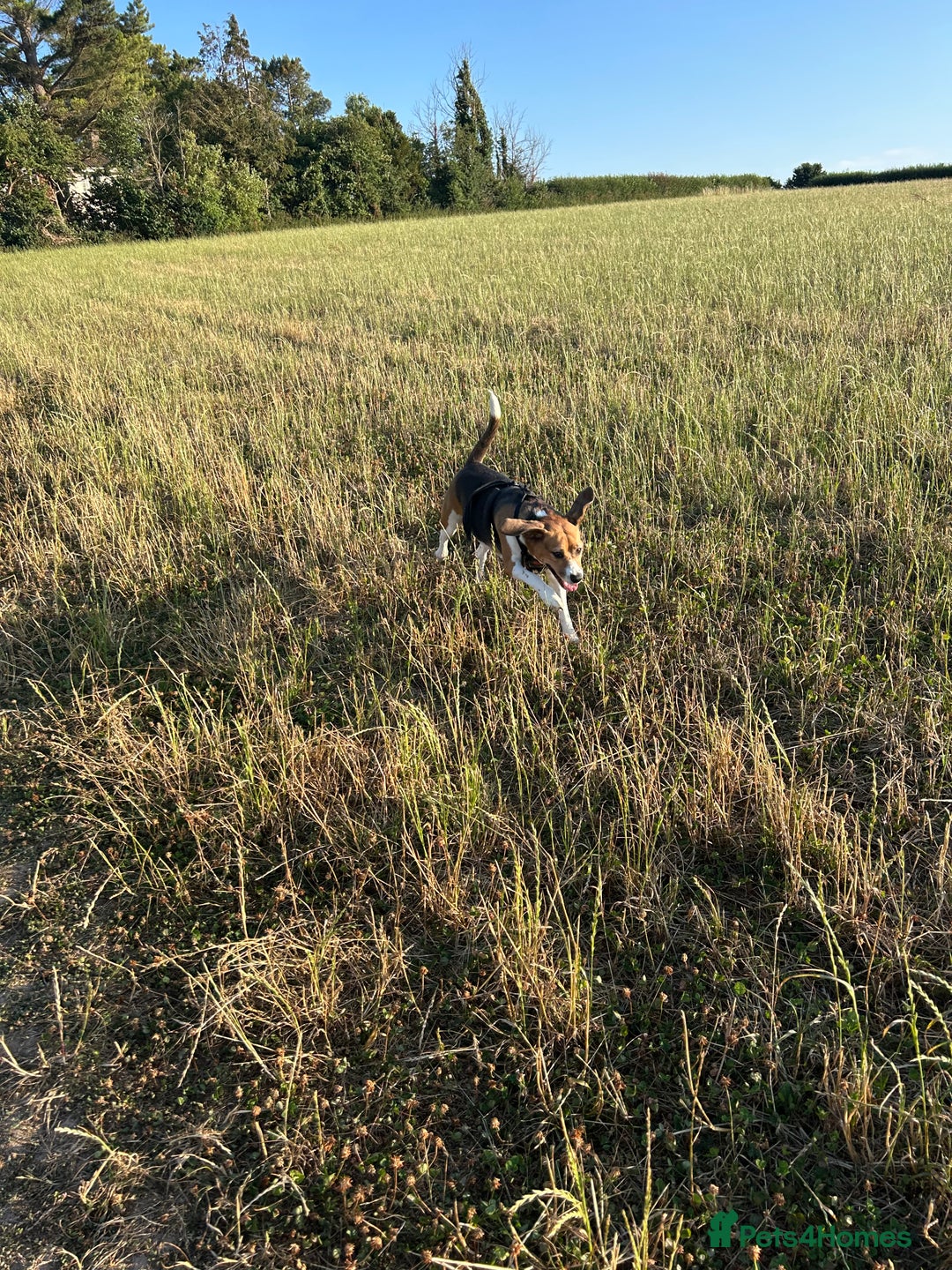 Beagle dogs for sale: Rehoming female beagle - Pickles - Image 5
