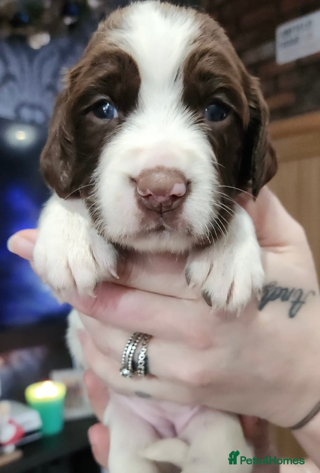 English Springer Spaniel dogs for sale: 9 gorgeous puppies looking for their forever homes - Advert 15