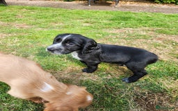 Cocker Spaniel dogs for sale: KC reg Cocker Spaniel Puppies. 1 Black Boy left - Image 5