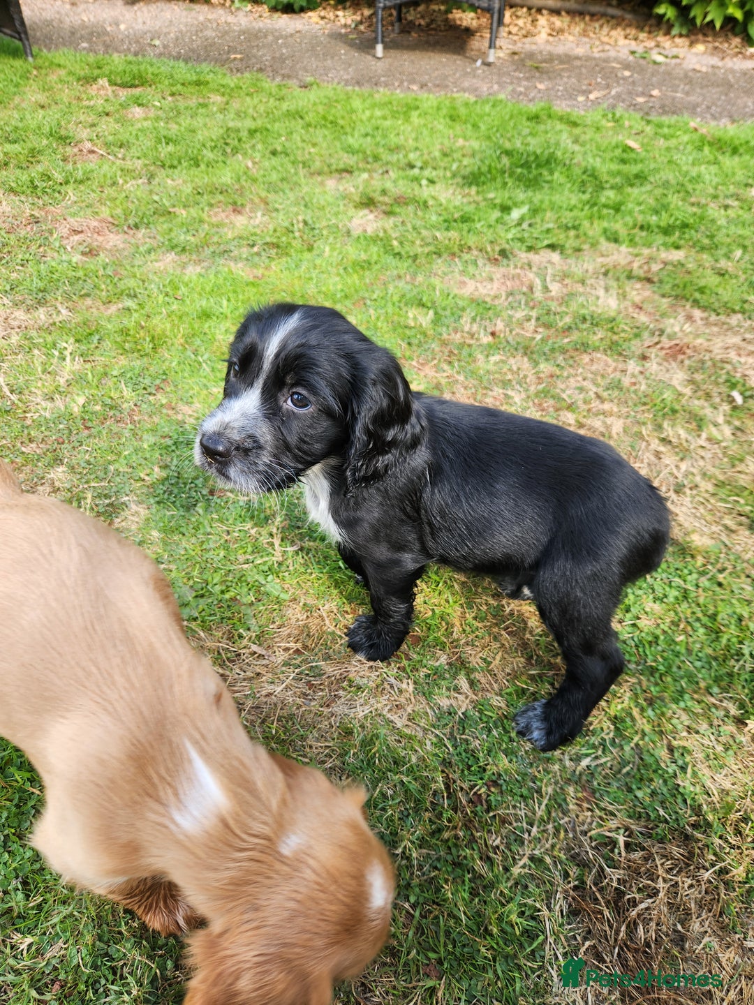 Cocker Spaniel dogs for sale: KC reg Cocker Spaniel Puppies. 1 Black Boy left - Image 5