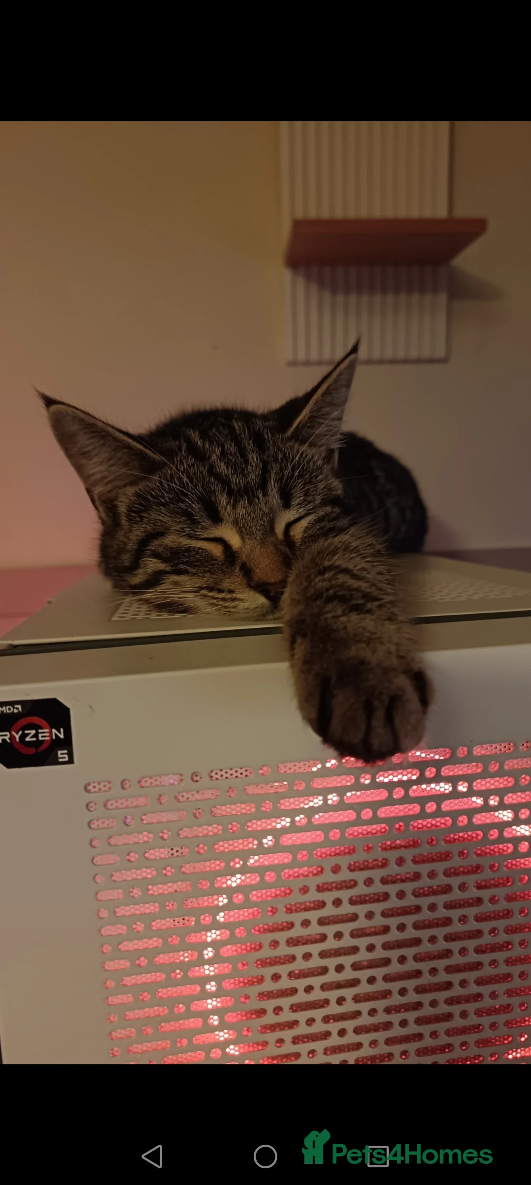 Mixed Breed cats for sale: Unfortunate rehoming female cat  - Advert 1