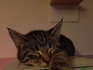 Mixed Breed cats Unfortunate rehoming female cat - Advert 1