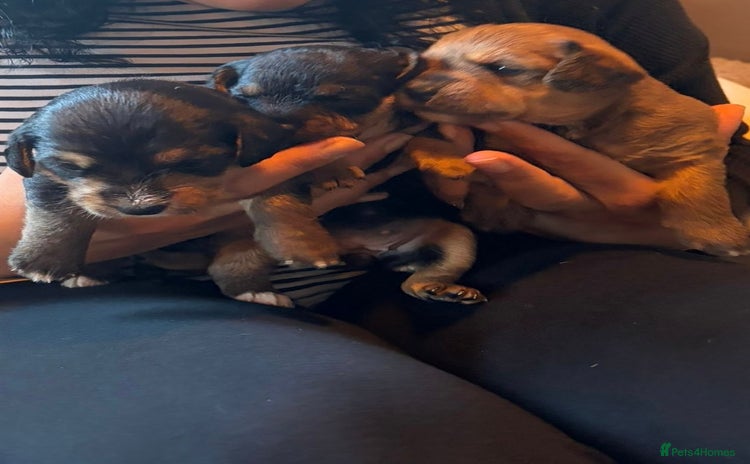 Mixed Breed dogs - Advert 9