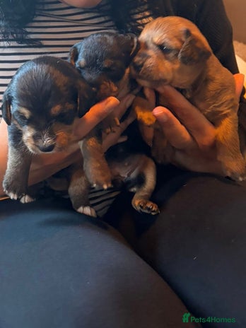 Mixed Breed dogs - Advert 9