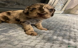 Cockapoo dogs for sale: 5 ⭐️ Cockapoo Puppies for 5 ⭐️ homes only - Image 32