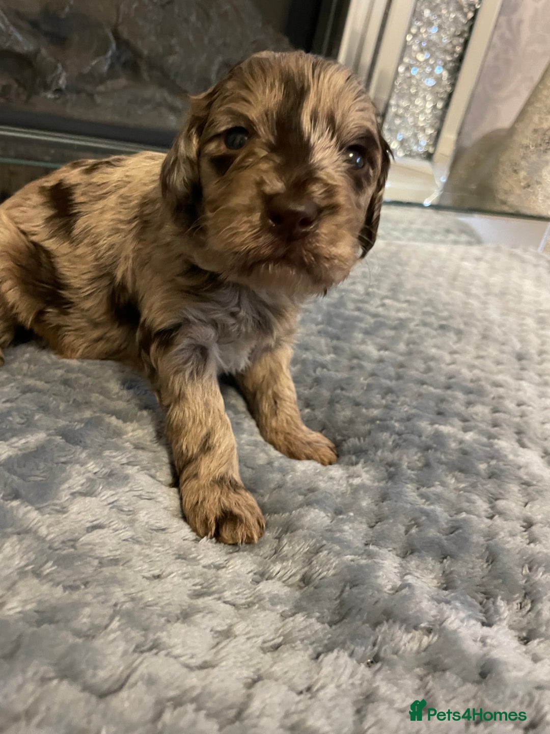 Cockapoo dogs for sale: 5 ⭐️ Cockapoo Puppies for 5 ⭐️ homes only - Image 32