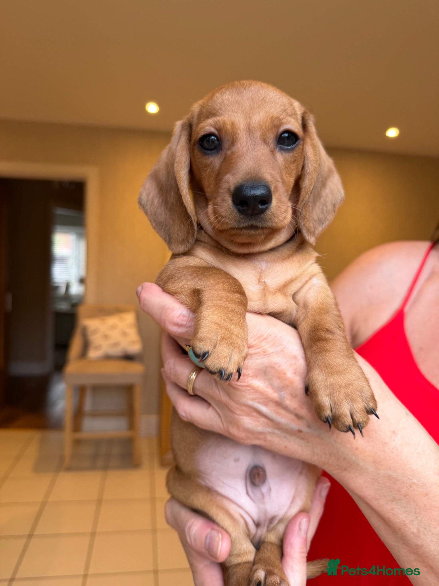 Miniature Dachshund dogs KC Reg Miniature Smooth Haired Dachshund Puppies  - Advert 1