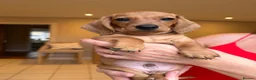 Miniature Dachshund dogs for sale: Miniature Smooth Haired Dachshund Black and Tan in Wrexham - Advert 11