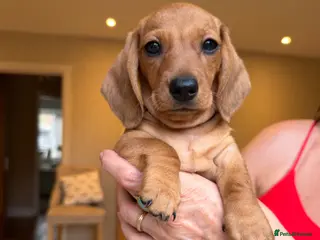 Miniature Dachshund dogs KC Reg Miniature Smooth Haired Dachshund Puppies - Advert 1