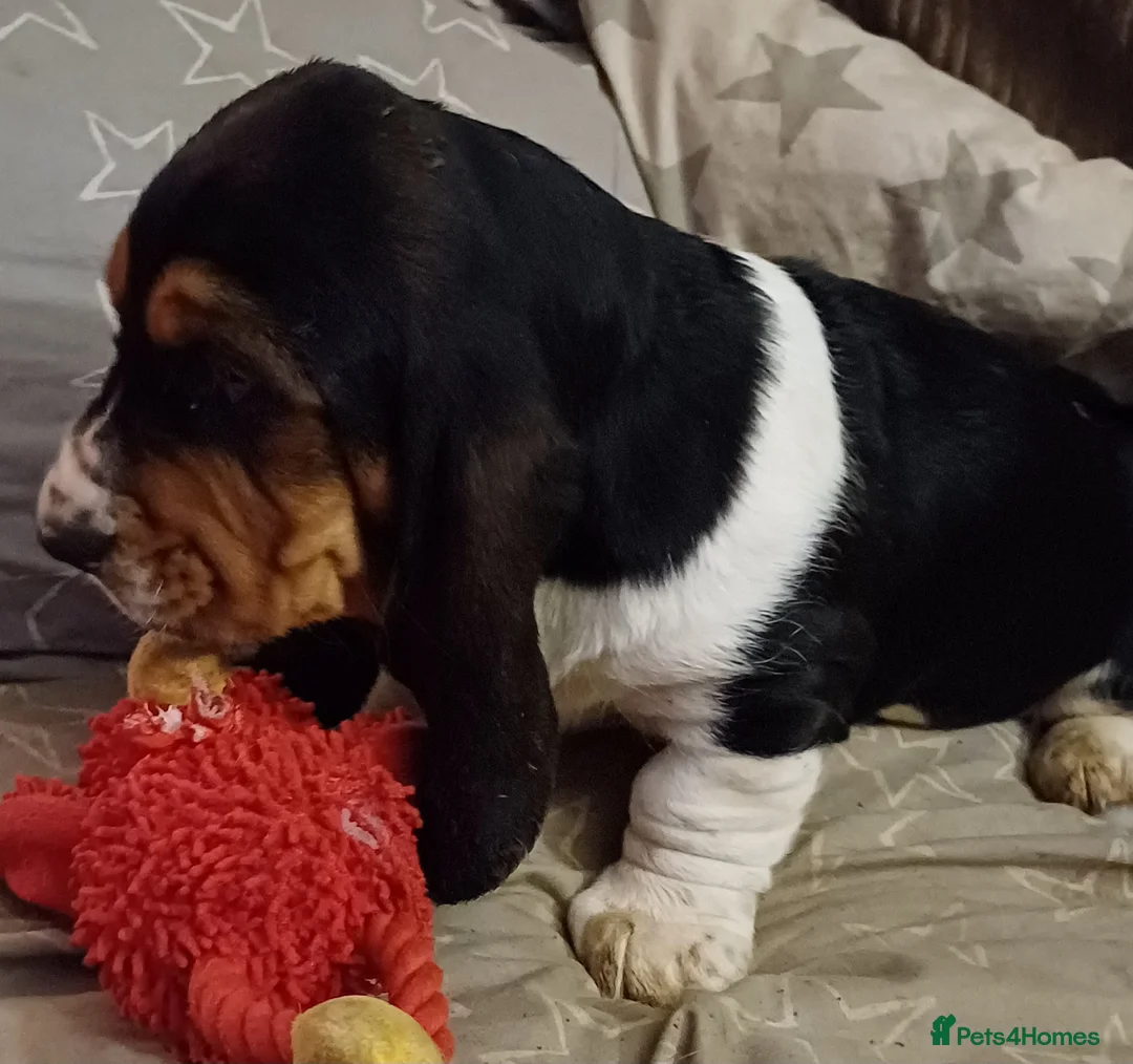 Basset Hound dogs for sale: Basset hound puppies - Advert 8