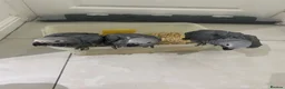 Parrots birds for sale: Super tame- cuddly African grey babies - Advert 3