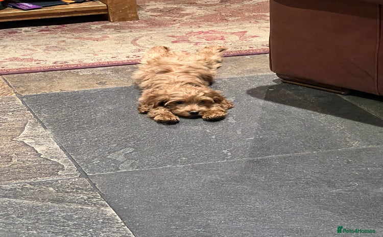 Cockapoo dogs - Advert 12