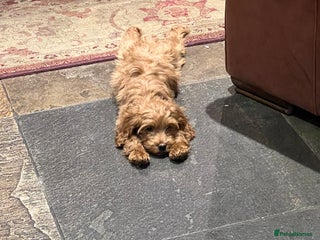 Cockapoo dogs - Advert 25