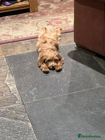 Cockapoo dogs - Advert 12