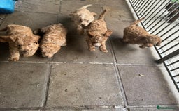 Australian Labradoodle dogs for sale: 5* Health tested Australian labradoodles  - Image 26