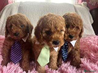 Cavapoo dogs Health tested cavapoo puppies - Advert 9