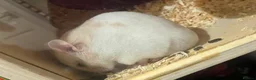Hamster rodents for sale: Hamster looking for new home in Scarborough - Advert 3
