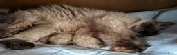 Ragdoll cats for sale: 6th Generation* Purebreed Pedigree Ragdoll Kittens - Advert 20