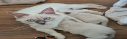 Ragdoll cats for sale: Gorgeous ragdoll kittens - Advert 2