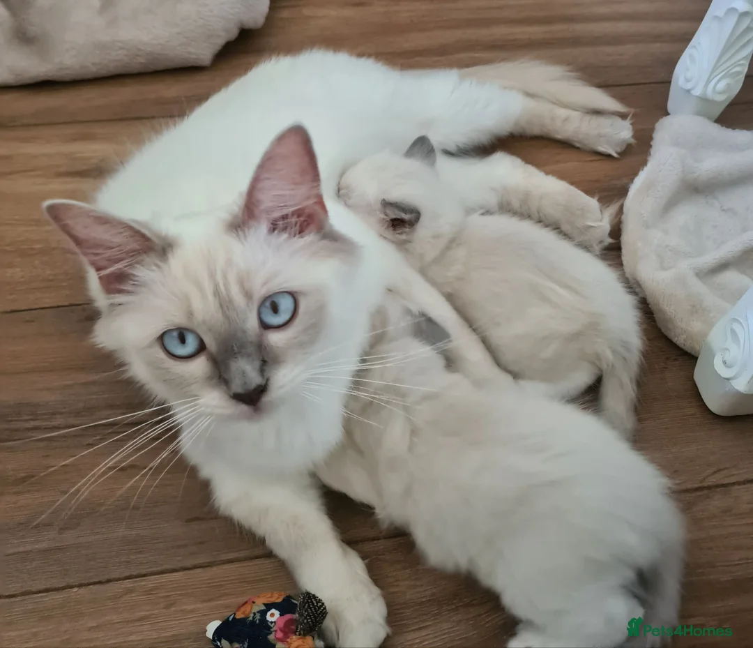 Ragdoll cats for sale: Gorgeous ragdoll kittens - Advert 2