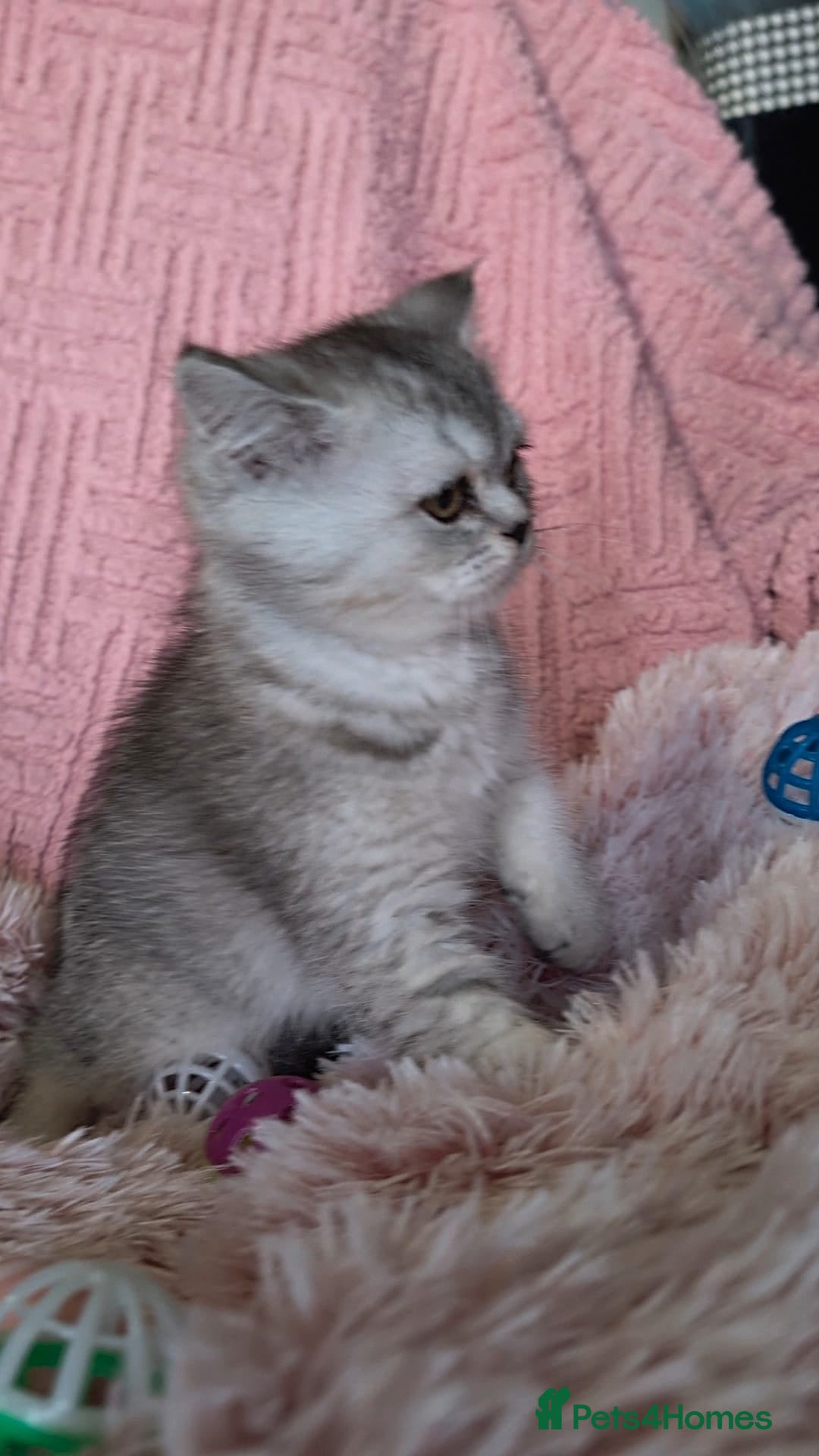 British Shorthair cats for sale: 🐾❣️ Beautiful BSH last Girl 💕 PEDIGREE - Image 3