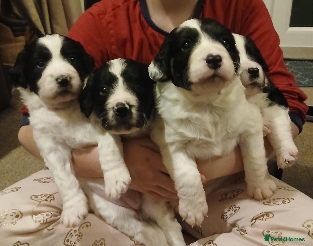 Mixed Breed dogs for sale: Springer spaniel x bearded collie female pups x2 - Image 1