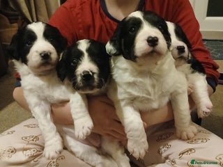 Mixed Breed dogs Springer spaniel x bearded collie female pups x2 - Advert 13