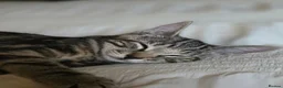 Domestic Shorthair cats for sale: 4 kittens looking for their forever homes 🩷 - Advert 14