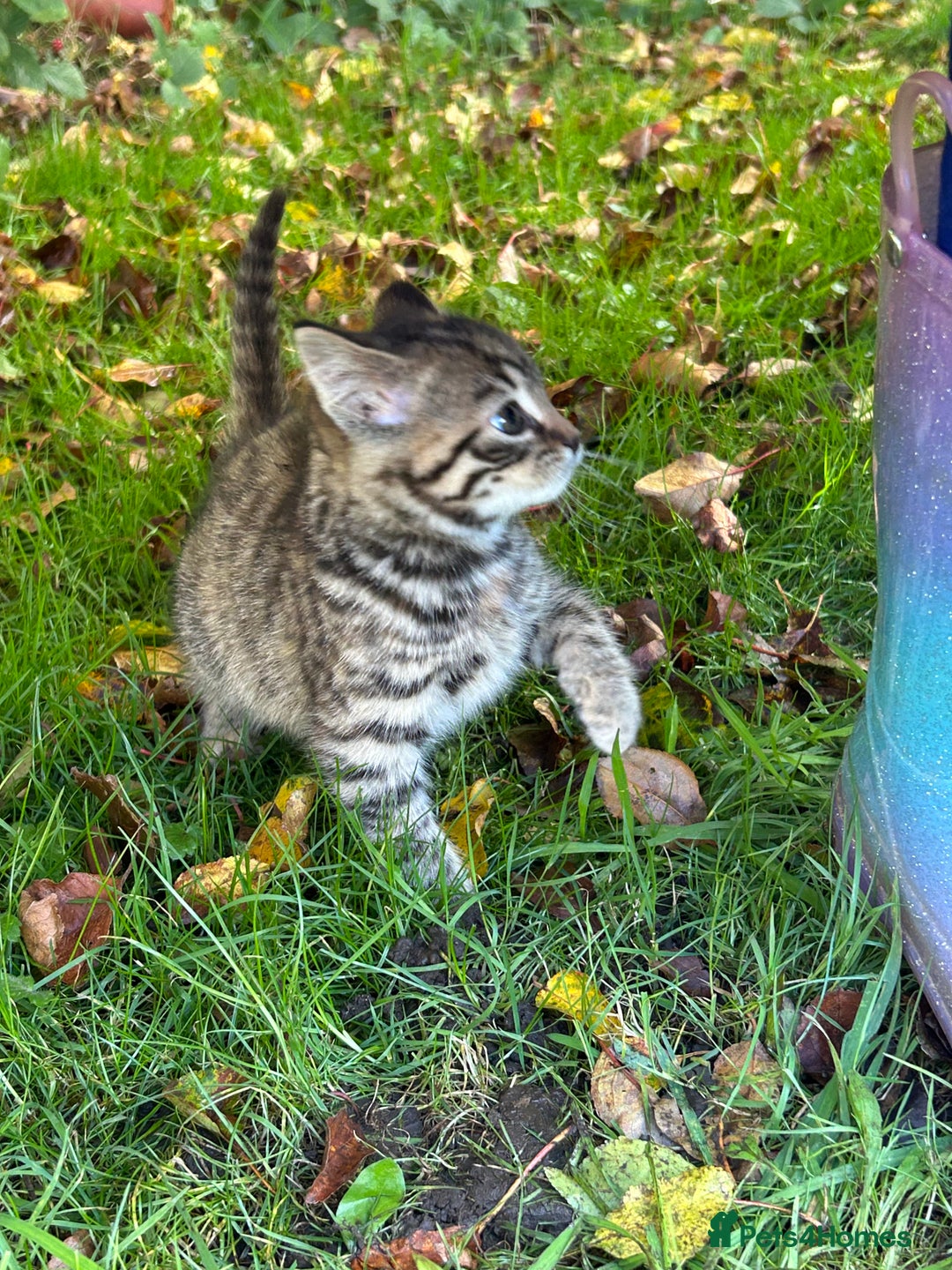 Mixed Breed cats for sale: Gorgeous kittens for sale - Advert 12