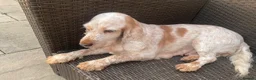 Cocker Spaniel dogs for sale: Cocker Spaniel Looking For A Happy Retirement Home - Advert 3