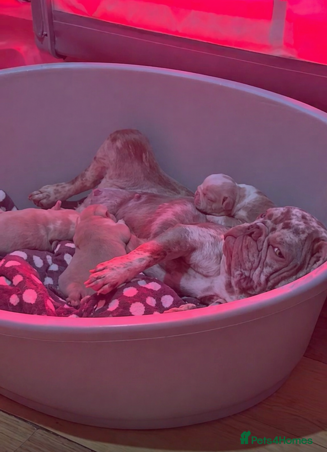 French Bulldog dogs FRENCH BULLDOGS FOR SALE - Advert 1