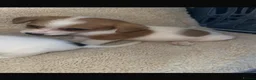 Jack Russell dogs for sale: Jack Russell’s - Advert 8