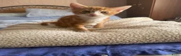 Mixed Breed cats for sale: 3 kittens for sale - Advert 11