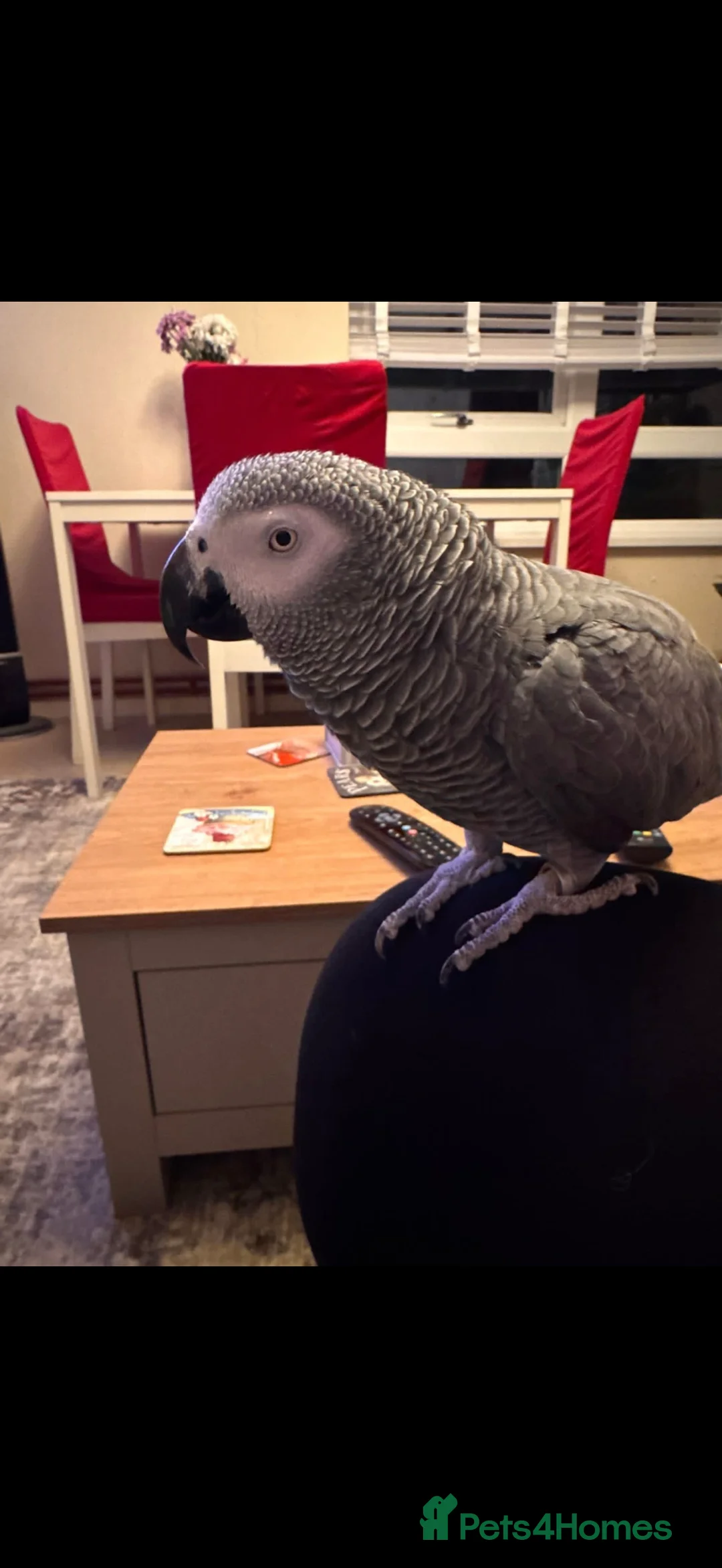 Parrots birds for sale: African Grey Parrot – Full of Character in Bournemouth - Advert 2