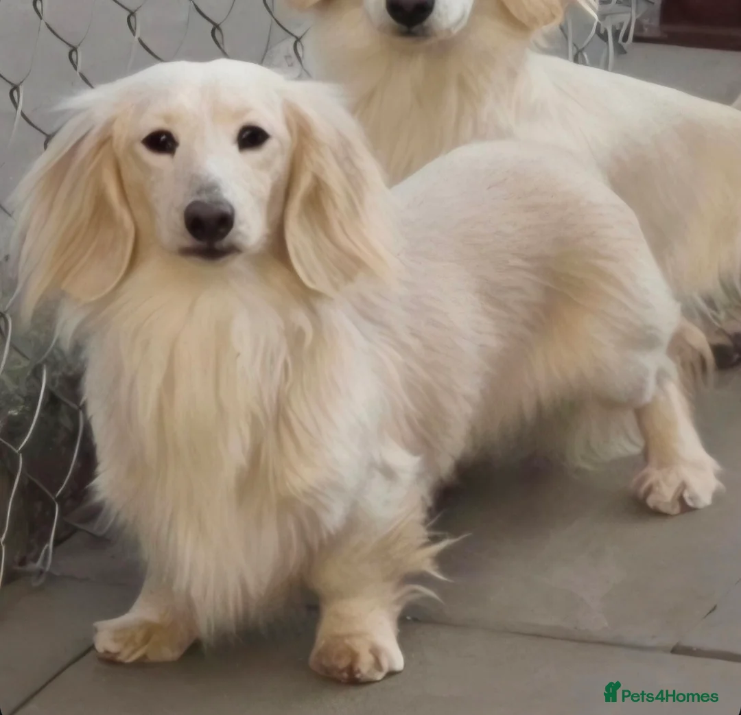 Miniature Dachshund dogs for stud: ⭐️KC ONE OF A KIND ee/ii CREAM MINI DACHSHUND⭐️ - Advert 1