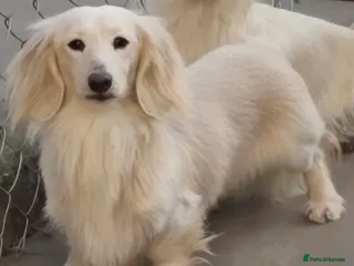 Miniature Dachshund dogs for stud: ⭐️KC ONE OF A KIND ee/ii CREAM MINI DACHSHUND⭐️ - Advert 3