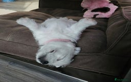 West Highland Terrier dogs for sale: Top import champion bred westies - Image 12