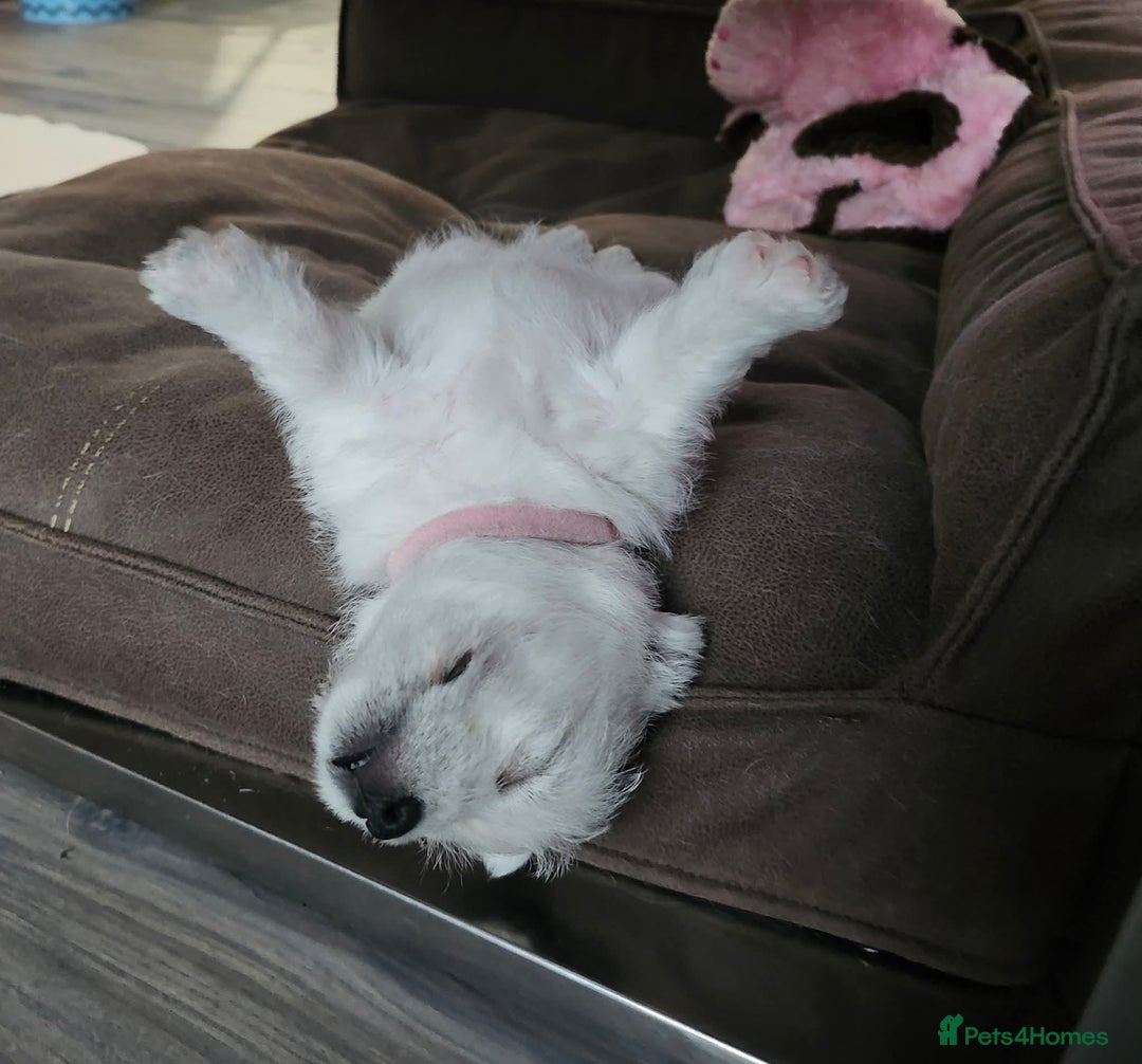 West Highland Terrier dogs for sale: Top import champion bred westies - Image 12