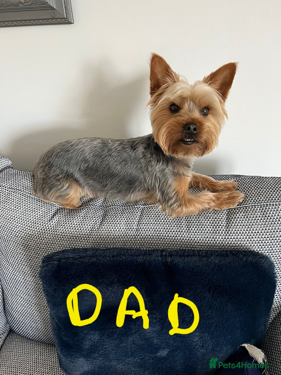 Yorkshire Terrier dogs for sale: Yorkshire terrier  - Advert 17