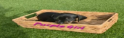 Miniature Dachshund dogs for sale: LAST PUP! Miniature Dachshund Puppies 🐶🐾 - Advert 33