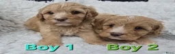 Cavapoo dogs for sale: Quality F1 Cavapoos. in Stockport - Advert 9