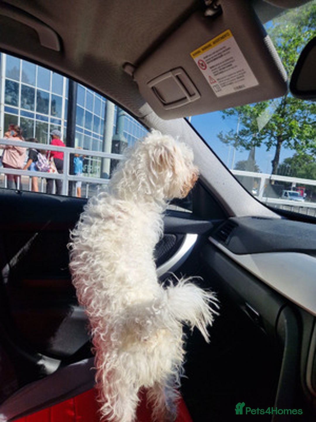 Bichon Frise dogs for sale: Lovely Bichon Frise - Advert 2