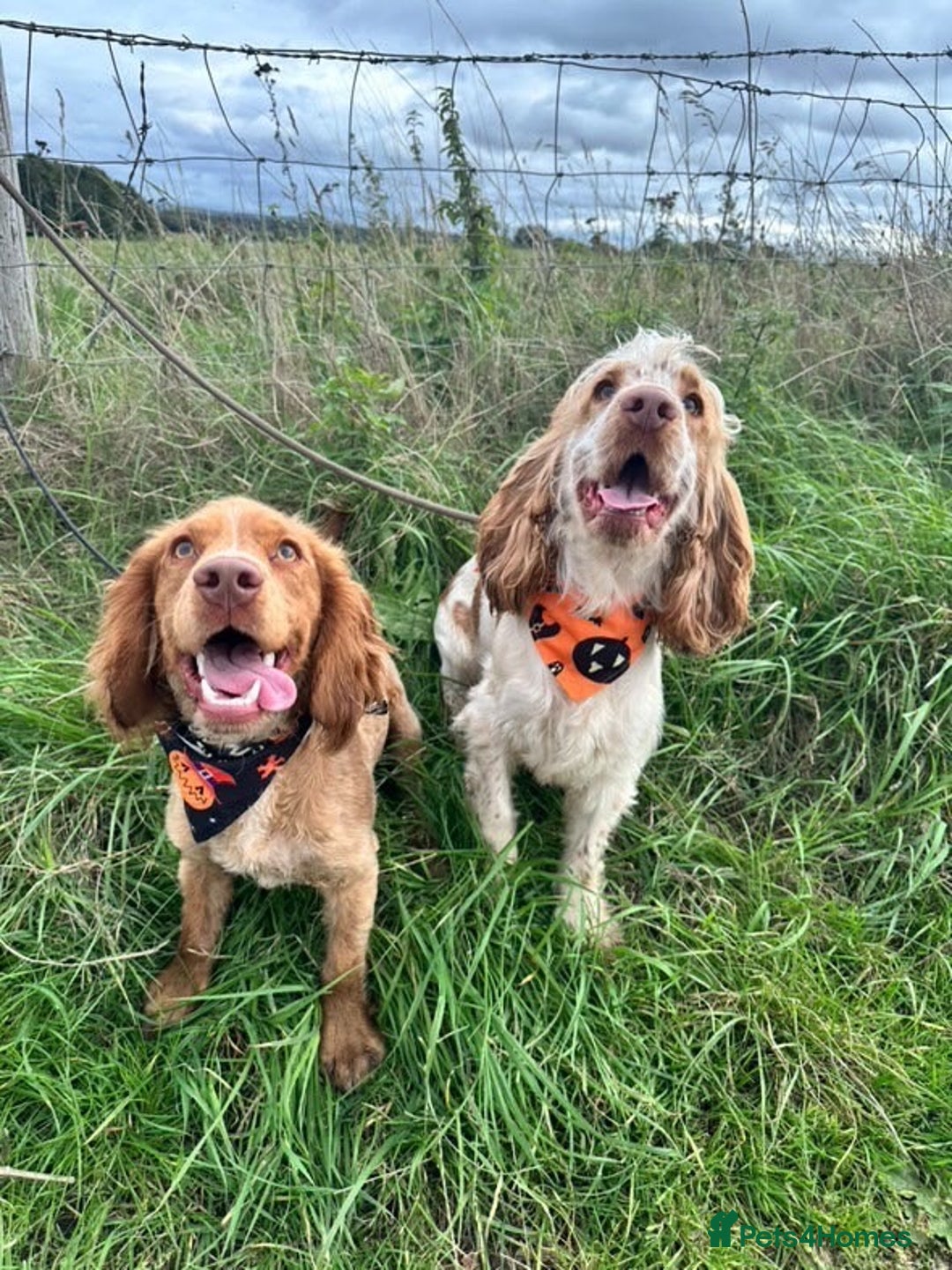 Cocker Spaniel dogs for sale: 2 beautiful cocker spaniels for rehoming  - Advert 2