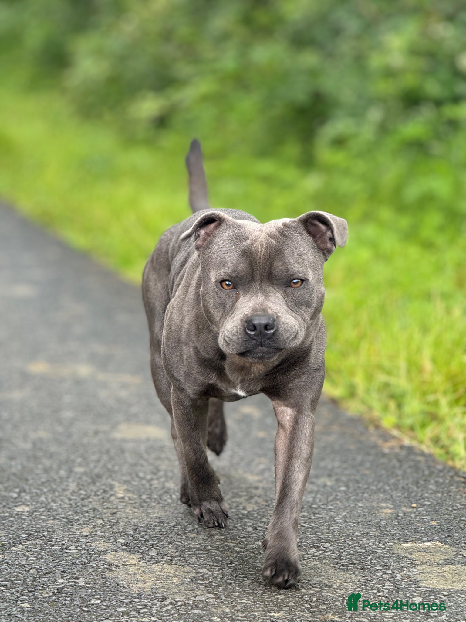 Staffordshire Bull Terrier dogs Proven KC Blue Staffy Stud – Champion Bloodline - Advert 7