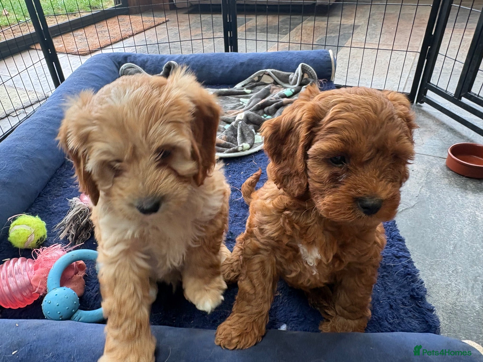 Cavapoo dogs Beautiful Cavapoo puppies  - Advert 1