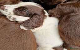 Cocker Spaniel dogs for sale: KC Working cocker spaniel puppies ready to leave - Image 10