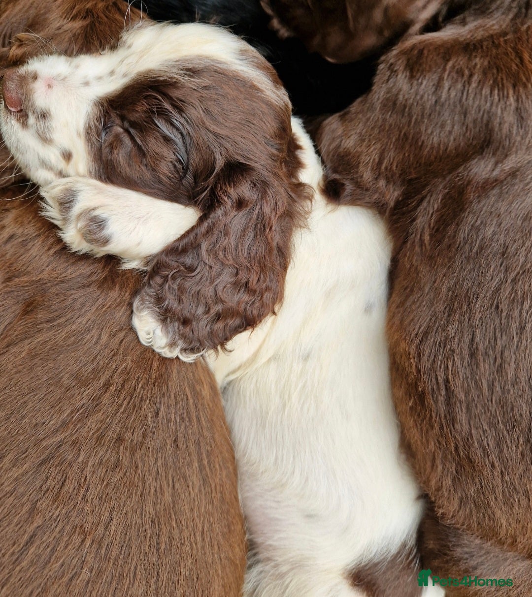 Cocker Spaniel dogs for sale: KC Working cocker spaniel puppies ready to leave - Image 10